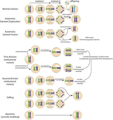 Observations of Simultaneous Sperm Release and Larval Planulation Suggest Reproductive Assurance in the Coral Pocillopora acuta